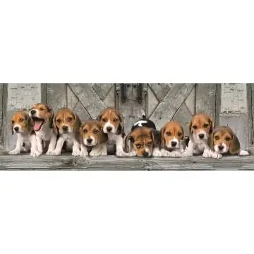 Clementoni Panoráma Beagle kutyák puzzle - 1000 darabos Szuper akció