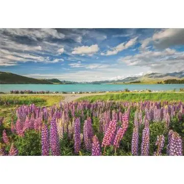 Vedd meg most High Quality Collection Lupin virágzás a Tekapo tónál puzzle - 1500 darabos