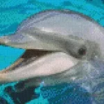 Utolsó esély Pixelhobby 804016 Delfin (25,4x20,3cm) 4 alaplapos szett