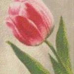 Pixelhobby 804073 Tulipán (20,3x25,4cm) négy alaplapos szett Ne maradj le