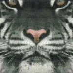 Legjobb ár Pixelhobby 804130 Fehér tigris (20,3x25,4cm)