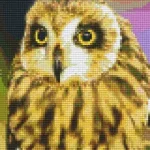 Biztonságos vásárlás Pixelhobby 804193 Bagoly (20,3x25,4cm) 4 alaplapos szett