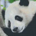 Pixelhobby 806150 Panda szett 6 alaplapos (25,4x30,5 cm) Expressz szállítás